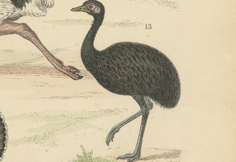 Game Birds & Flightless Birds Print: Peacock, Ostrich, Cassowary, Antique 1867, close-up 5