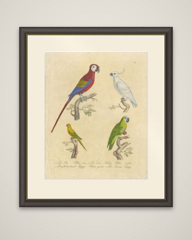 Macaw, Cockatoo & Amazon Parrots, Brodtmann Hand-Colored Lithograph, 1816, shown framed