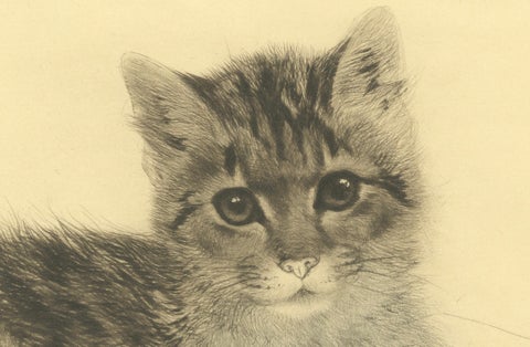 Antique Cat Etching by Kurt Meyer-Eberhardt, Estate Edition, Posthumous 1977, close-up 1