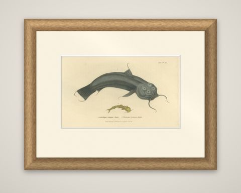 Antique Print with Hand Coloring of Catfish species, shown framed