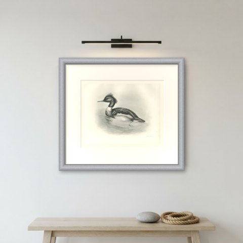 Red-breasted Merganser Drake, Plate CXCII after Lilian Medland, c. 1909, shown framed on a wall