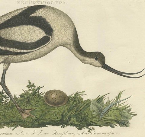 Recurvirostra Antique Print of Pied Avocet, Ornithological Study, 1770, view 4