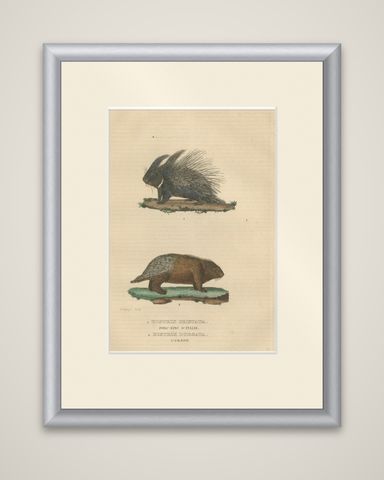 Antique Engraving of Crested Porcupine and North American Porcupine, ca.1825, shown framed