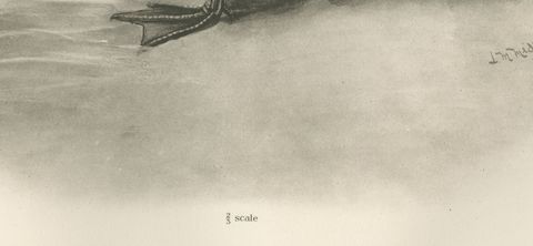 Garganey, Antique Bird Print after Lilian Medland, circa 1909, close-up 1