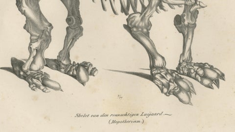 Megatherium Skeleton Lithograph, Giant Ground Sloth, Brodtmann c.1830, close-up 4