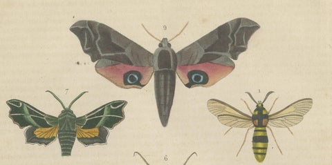 19th Century Lepidoptera: An Illustrated Compendium of Moths and Butterflies, close-up 4