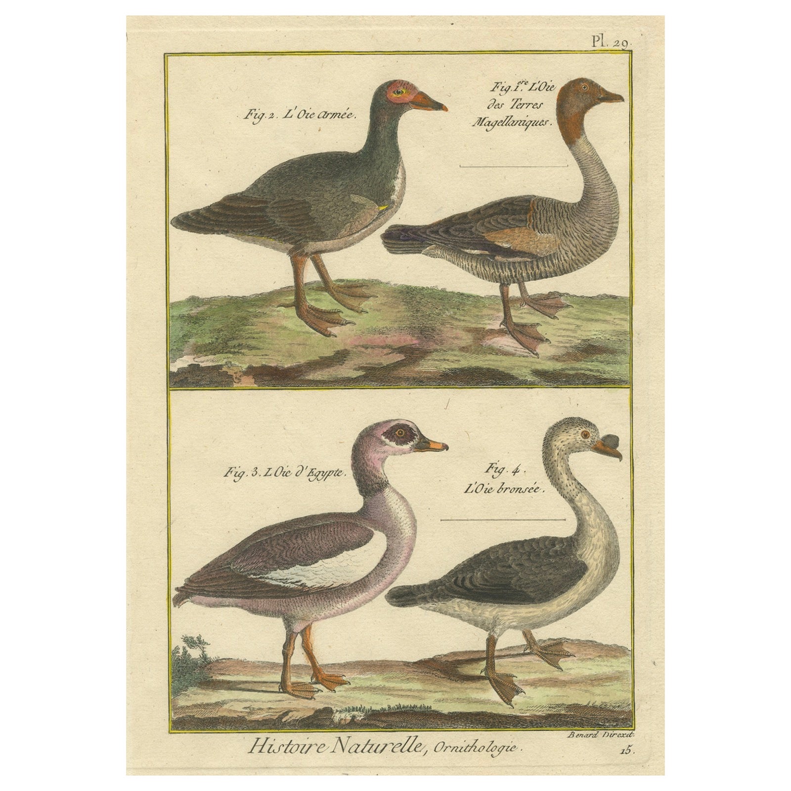 Hand-Colored Engraving of Goose Species from Histoire Naturelle, 1790