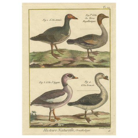 Hand-Colored Engraving of Goose Species from Histoire Naturelle, 1790