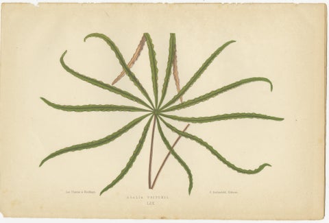 Trio of Elegance: Vintage Botanical Prints, Published in 1880, view 4