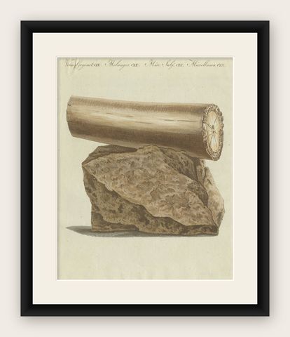 Antique Print of Part of an Excavated Elephant Tusk, shown framed