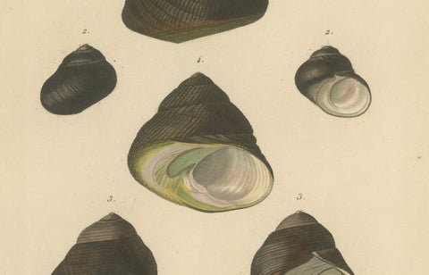 French Turbo Sea Shells Hand-Colored Natural History Engraving, 1832, close-up 2