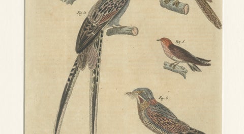 Antique Hand-Colored Bird Engraving, Swallow & Nightjars, Bertuch, c.1800, close-up 3