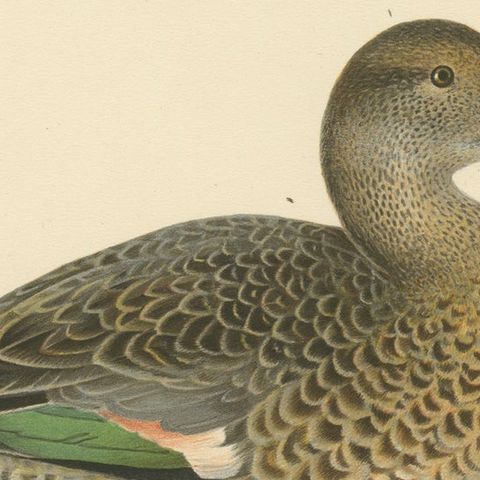 Whistles on the Wing: The European Teal by Magnus von Wright, 1929, close-up 4