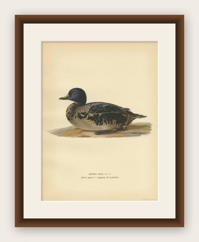 Antique Bird Print of a Young Black Scoter by Von Wright, 1929, shown framed