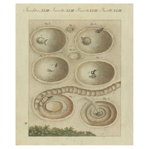 Intricate Insect Life Cycle and Habitats: Hand-Colored Engraving, Bertuch, 1805