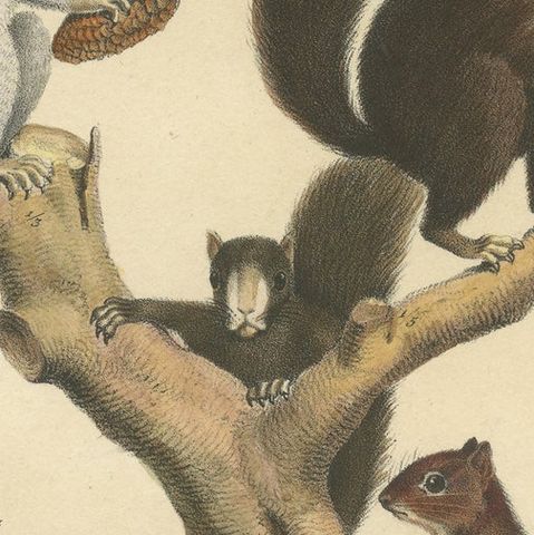 Original Antique Hand Colored Print of Various Squirrel Species, close-up 1