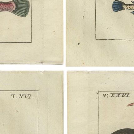 Set of 4 Antique Fish Prints - Snake Blenny - Lumpfish - Snipefish, close-up 2