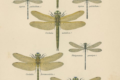 Set of Three Dragonfly & Damselfly Lithographs by Richard Tümpel, 1908, close-up 1