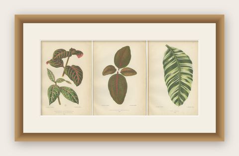 Botanical Elegance: Masterpieces of Victorian Horticulture, Published in 1880, shown framed