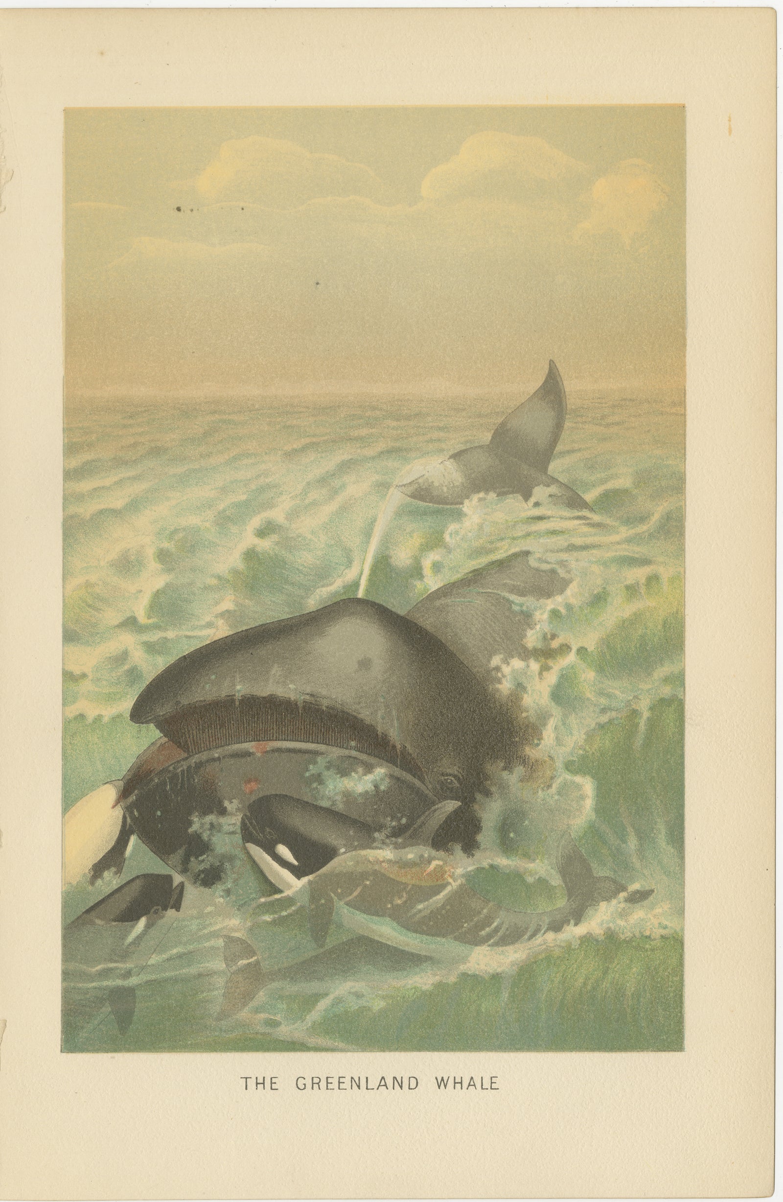 Greenland Whale, Antique Marine Chromolithograph, Royal Natural History, 1894