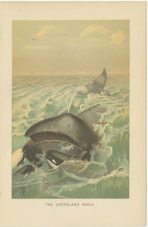 Greenland Whale, Antique Marine Chromolithograph, Royal Natural History, 1894