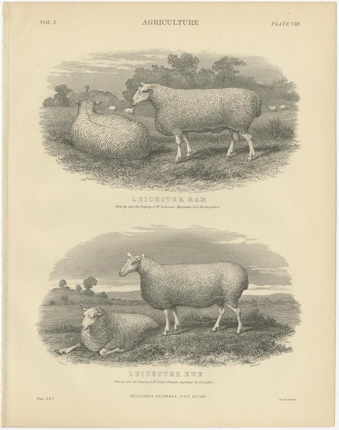 Set of 5 Antique Prints of Farm Animals Cow, Bull, Sheep, Pig, circa 1879, view 5