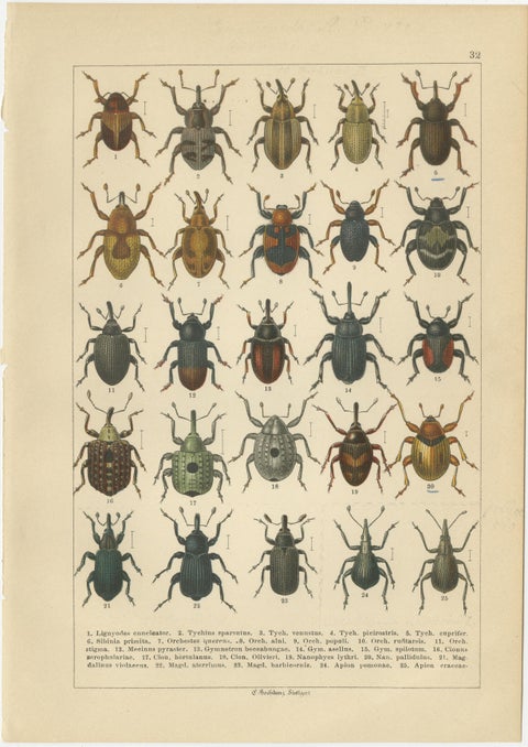 Antique Weevil Beetle Chromolithographs, Curculionidae Plates, Calwer 1893, view 7