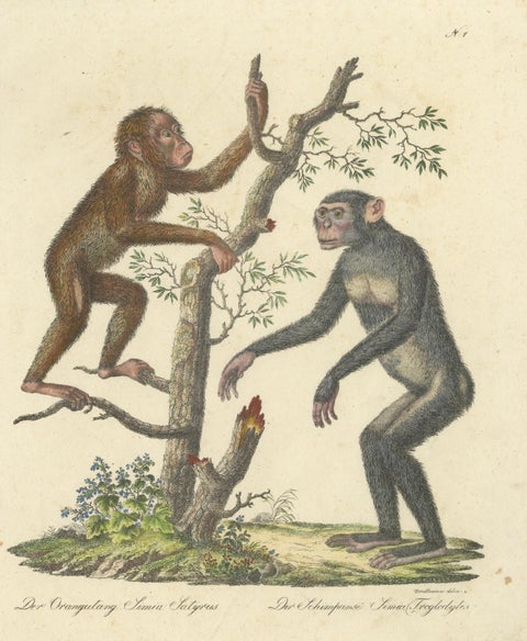 Antique Orangutan & Chimpanzee Lithograph by Karl Joseph Brodtmann, 1816, close-up 1