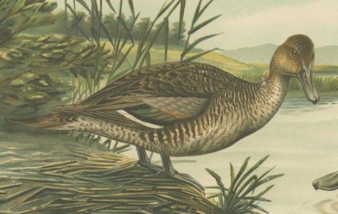Northern Shoveler Ducks by Reinhold Schmidt, Antique Bird Print c.1895, close-up 3