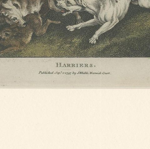 Antique Print of Harrier Dogs hunting Hares by Wheble '1797', close-up 2