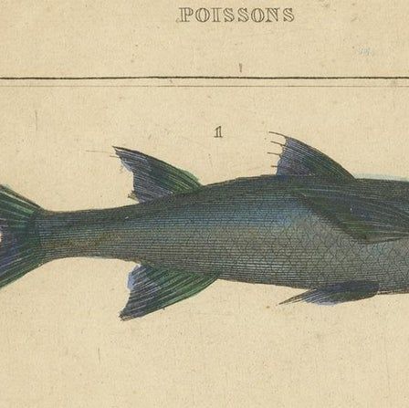 Antique Print of the Grey Mullet and Other Fish Species, 1844, close-up 1