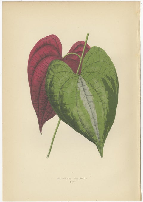 Set of 6 Botany Prints, Caladium Verschaffelt, Cordyline Indivisa, 1891, view 7