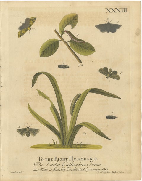 Antique English Moths and Caterpillars on Grass & Flowering Plants, Albin 1720, view 3