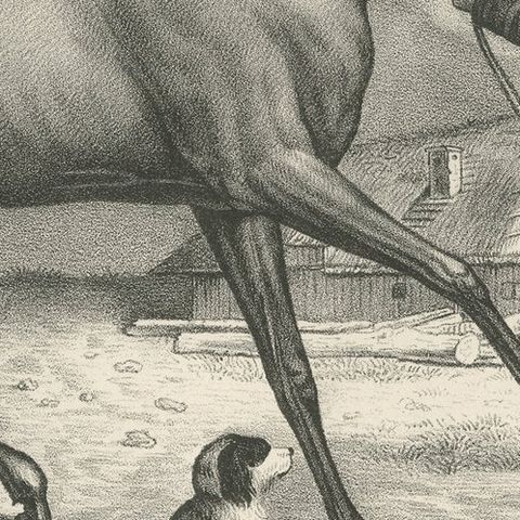 Original Antique Print of a Mecklenburger Horse, close-up 2