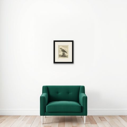 Original Antique Engraving of a Parrot Species, shown framed on a wall