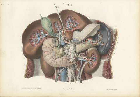 Nerves of the Stomach, Liver and Spleen, Antique Hirschfeld Anatomy Print, 1866, view 2
