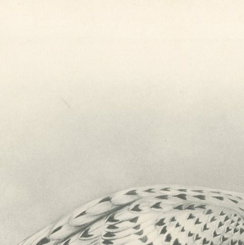 Antique Greenland Gyrfalcon Bird Print by Lilian M. Medland, circa 1908, close-up 5
