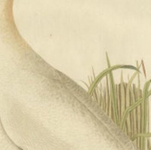 Antique Bird Print of The Northern Gannet by Sepp & Nozeman, 1829, close-up 1
