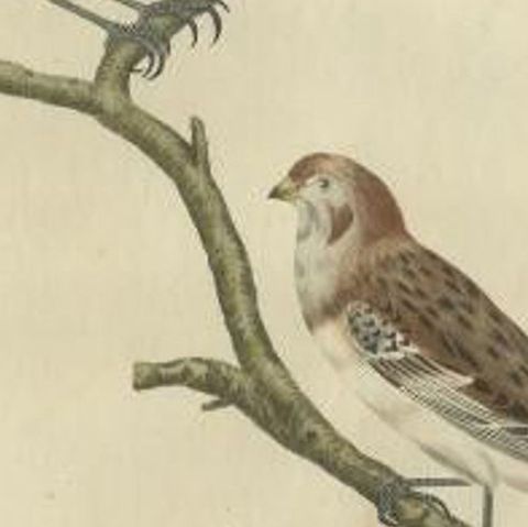 Emberiza nivalis, Antique Snow Bunting Print by Nozeman & Sepp, 1809, close-up 2