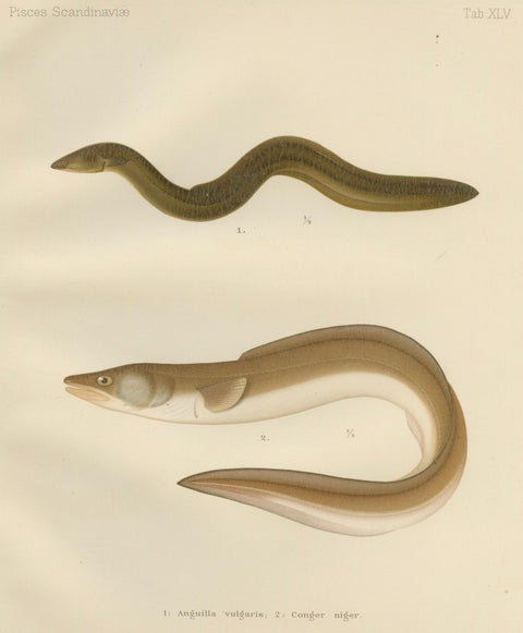 Scandinavian Eels Lithograph: European Eel and Black Conger from 19th Century, close-up 5