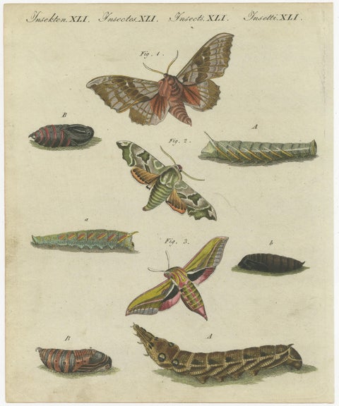 Hawk-Moths and Butterflies: Hand-Colored Engravings, Published in 1805, view 3