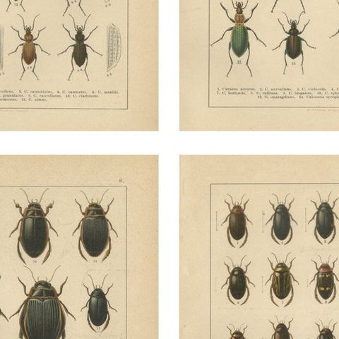 Decorative Antique Beetle Prints, European Coleoptera Plates, Entomology 1893, close-up 2