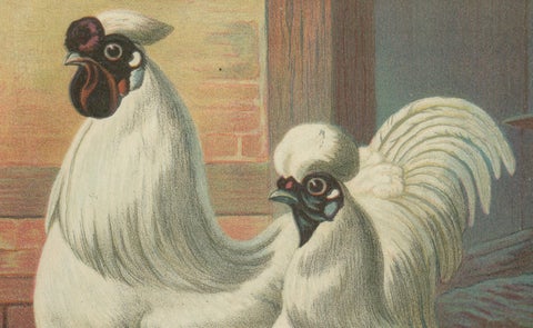 The Enchanting Japanese Silkie Chicken - A Rare 19th Century Poultry Lithograph, close-up 3