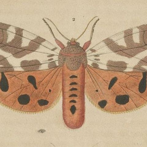 Handcolored Variations of Moths: A Study in Lepidoptera Elegance, 1845, close-up 5