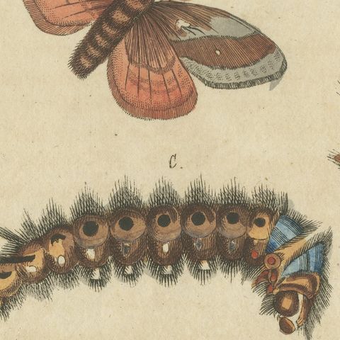 Moth Life Cycles with Caterpillars, Antique Bertuch Print, circa 1815, close-up 4