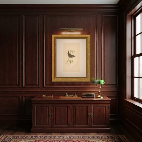 Wren with Cocked Tail on a Green Stem, Hand Colored Bird Print, Morris, 1896, shown framed in a room