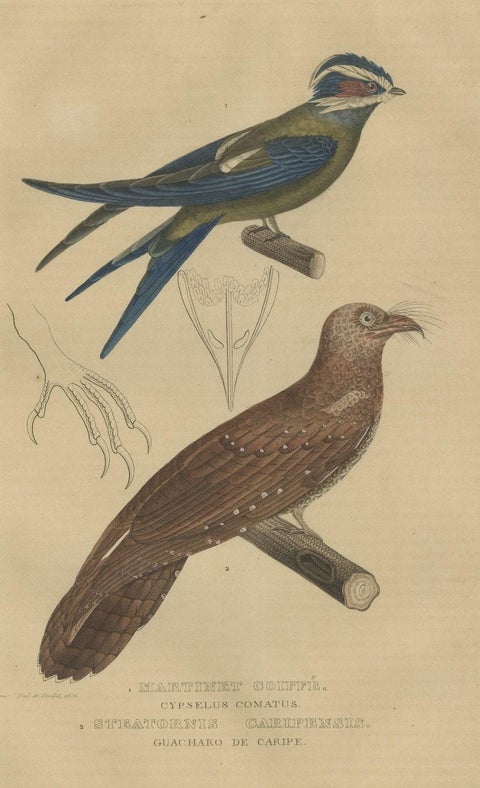 Original Hand-Colored Bird Print of an Oilbird and a Crested Swift, 1845, close-up 1