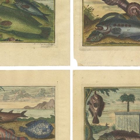 Set of 8 Colored Antique Prints of Various Fishes and Crustaceans, close-up 2
