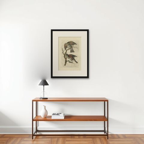 Redwing Thrush, Antique Bird Print by Nozeman and Sepp, 1770, shown framed on a wall