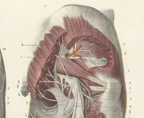 The Sciatic Nerve in the Thigh, Antique Hirschfeld Anatomy Print, 1866, view 5